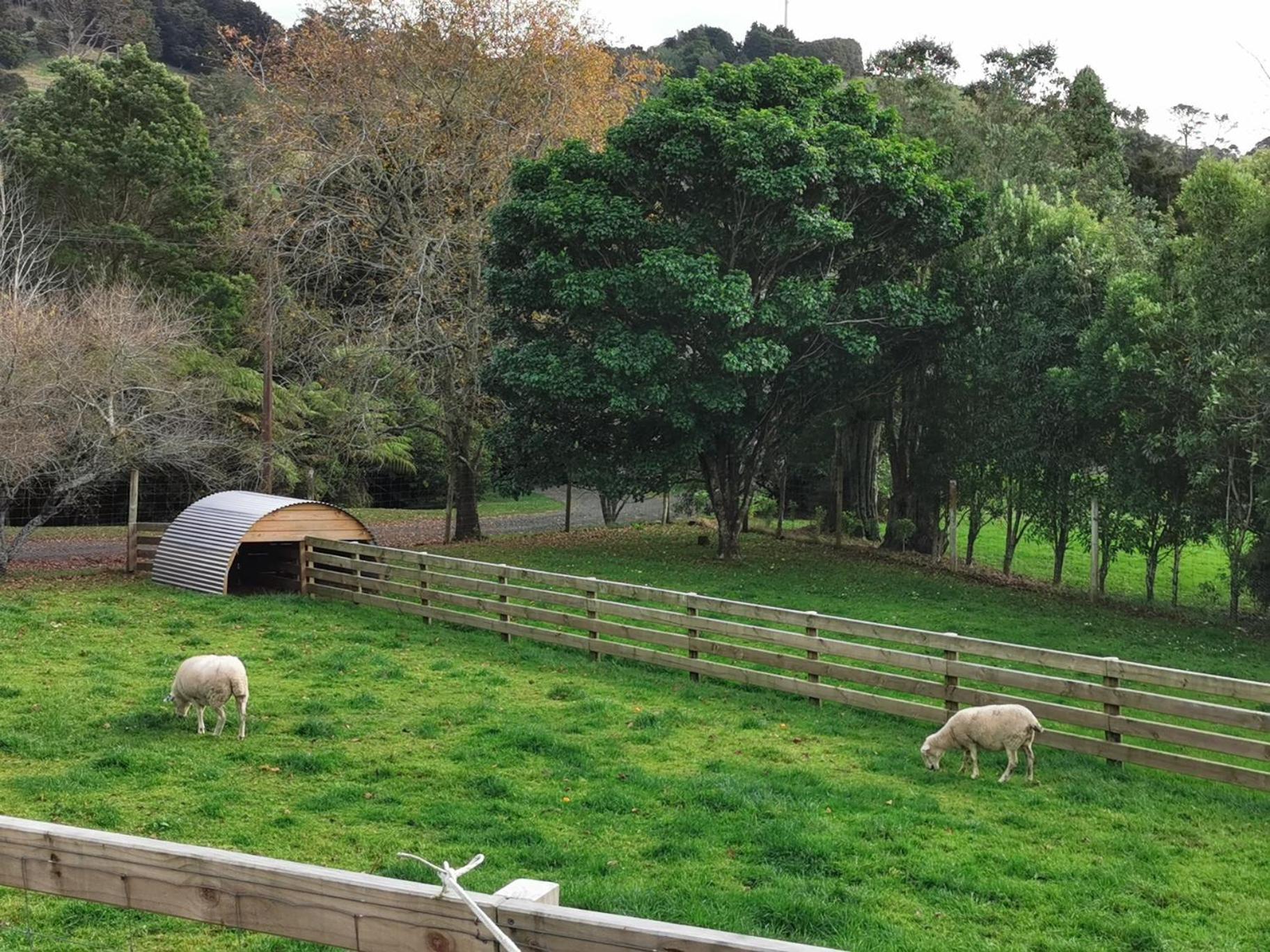 Crown Ridge Miners Cottage Karangahake Eksteriør billede